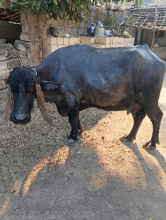 ભેસ વેચવાની છે ૪ મહિના  સાથે