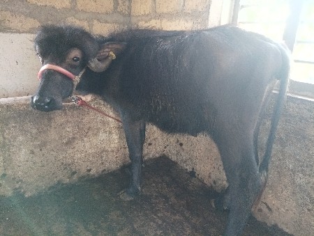 2 પાડી વેચવાની છે.