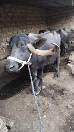 ભેંશ વેચવાની છે