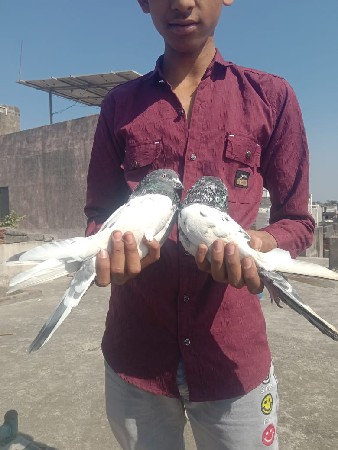 કબુતર જોટો વેચવાનો છે