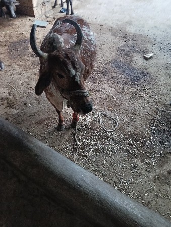 थंबनेल 2