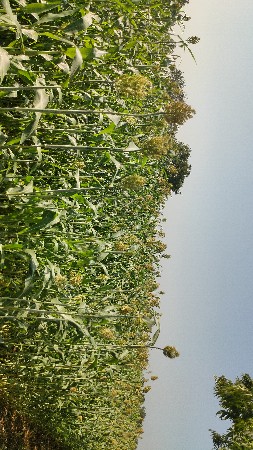 જુવાર નો સારો