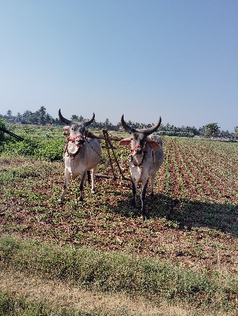 બળદ વેશવાના છે