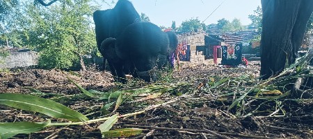 પડોવેશવાનો છે