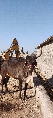વેચવાનો છે ચાલુ કરવાનો બાકી છે