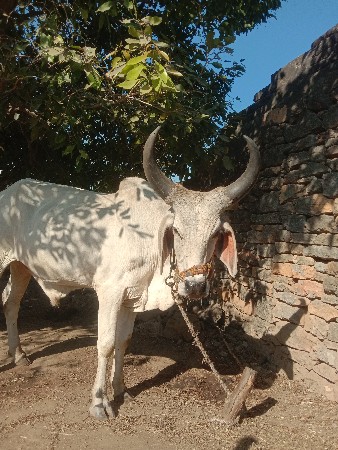 ગોધલાવેચવાછે