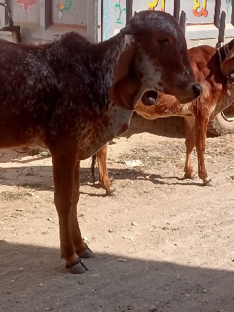 કાબરી વાછડી વેચવાની છે