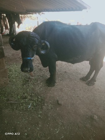 थंबनेल 2