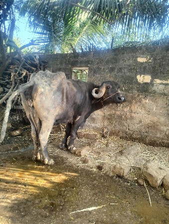 थंबनेल 3