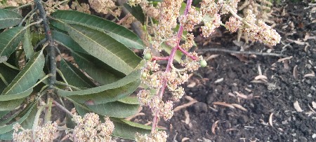 બગીચા નો ઈજારો આપવાનો છે