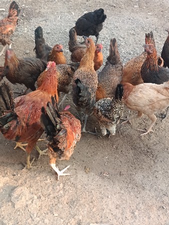 थंबनेल 3