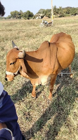 थंबनेल 3