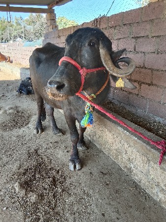 ખડાઈ વેચવાની છે