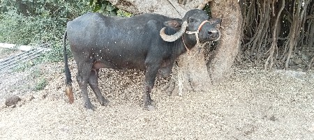 બીજા વેતરની.ખડેલી.છે