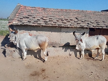 બળદ વેચવાના છે.