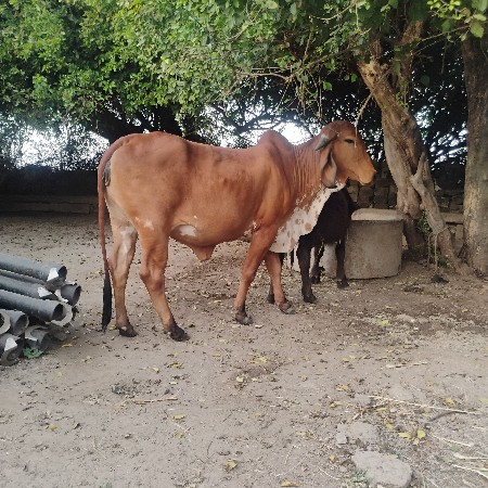 ગીર ગાય વેચવાની છે