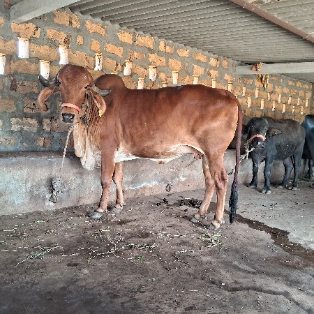 ગાય વેચવાનિ છે
