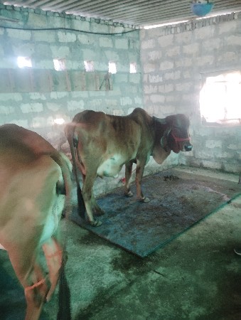 ગાય વેચવા ની સે