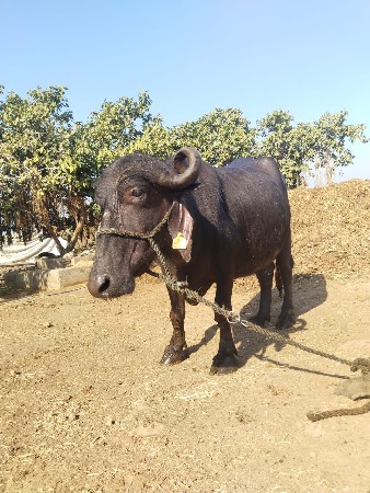 थंबनेल 3