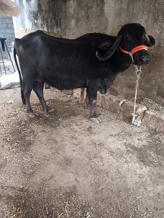 ભેંસ વેચવાની છે બીજું વેતર