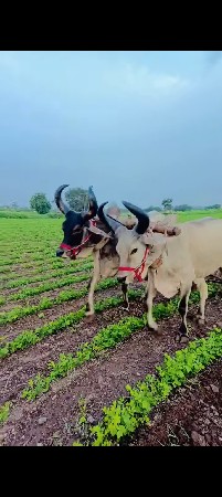 ત્રણ જોડ બળદ વેચવાના છે