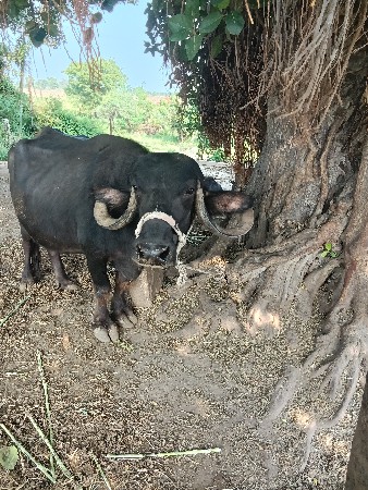 थंबनेल 3