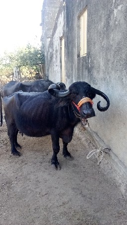 थंबनेल 3