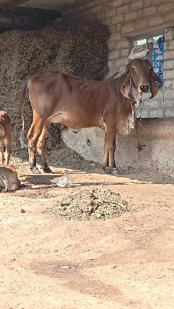 ગીર ગાય વેચવા ની છે