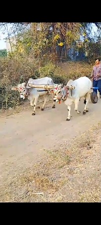 કચ્છના જેઠાલા ચાલુ છે
