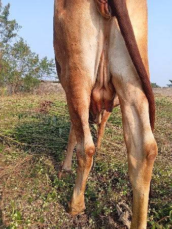 ગીર ગાય વેસવાની સે