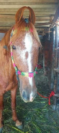 ઘોડોછે સાટુકરવુછે સારીઘોડીહોયતો