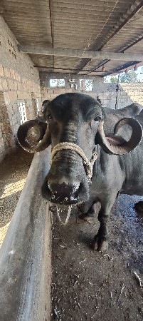 ભેંસ વેચવાની છે