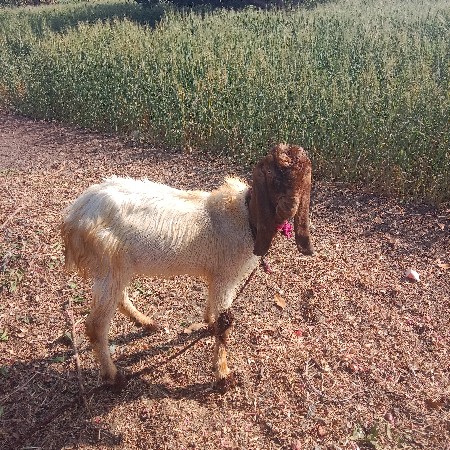 थंबनेल 2