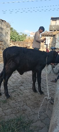 પાડો વેચવાનો છે