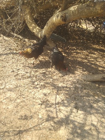 મુરઘી બે છે