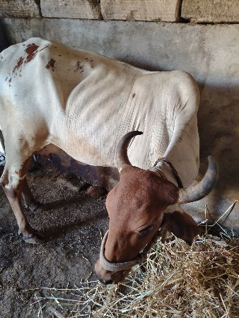 थंबनेल 2