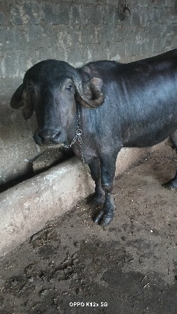 થંબનેલ 4