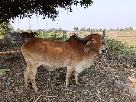 ગાય વેચવાની છે