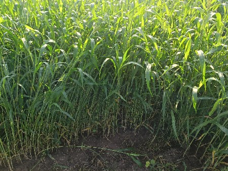 lili  jar vesavani  se