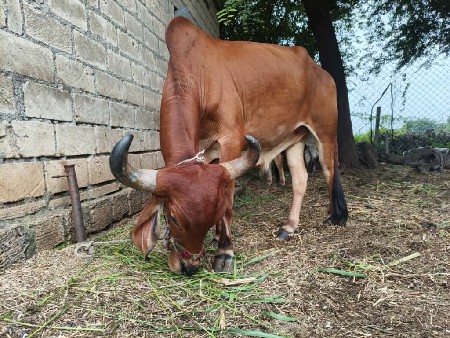 थंबनेल 2