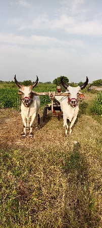 थंबनेल 2