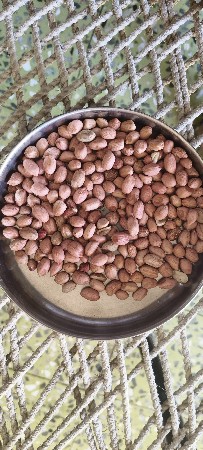 મગફળી 38 નંબર