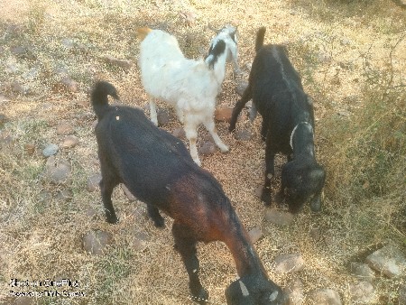 સાટા કરવાનાં છે