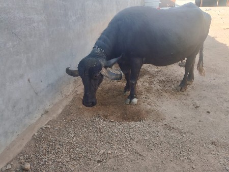 थंबनेल 2