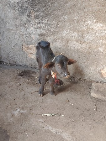 ભેંસ વેચવાની છે