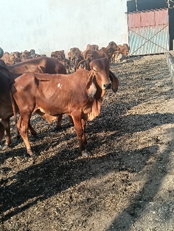 વાછડો દેવો છે સાટા મા કુતરો લેવ