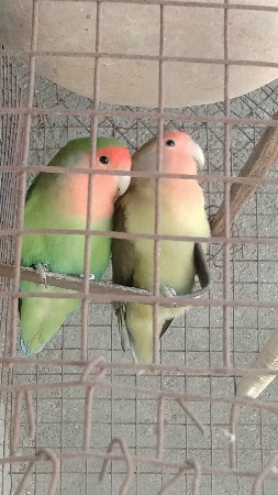 थंबनेल 3