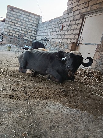 ભેંસ વેચવાની છે