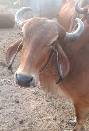 ગાય વેચવાની છે