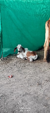 ગીર ગાય વેચવાની છે